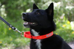 Personalized Martingale Dog Collar