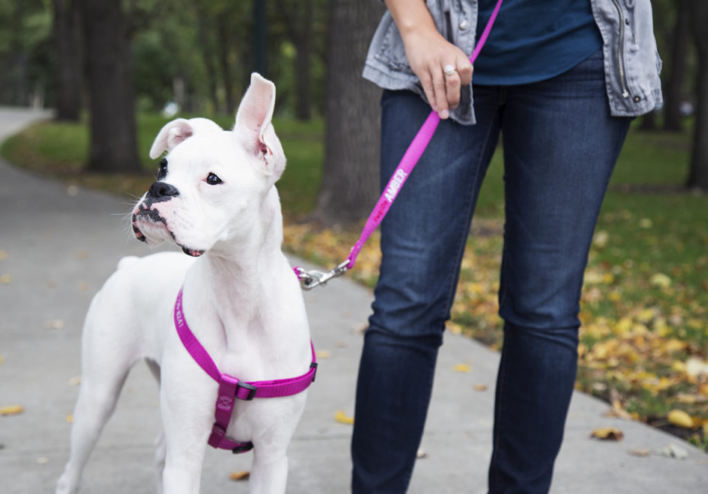 Emma walking in harness