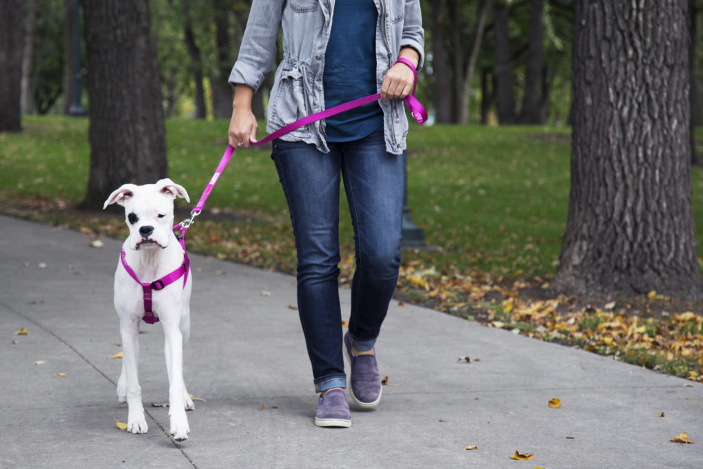 Dog walking in a harness