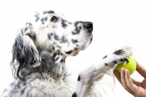 Dog with paw on tennis ball