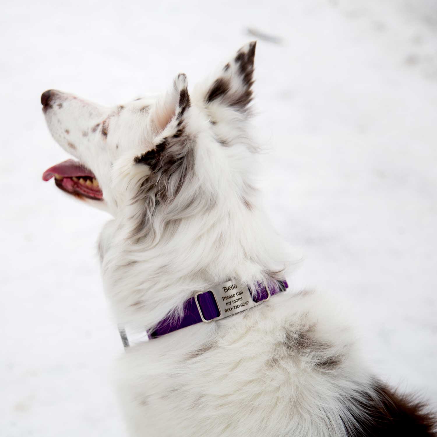 Nylon ScruffTag Personalized Dog Collar