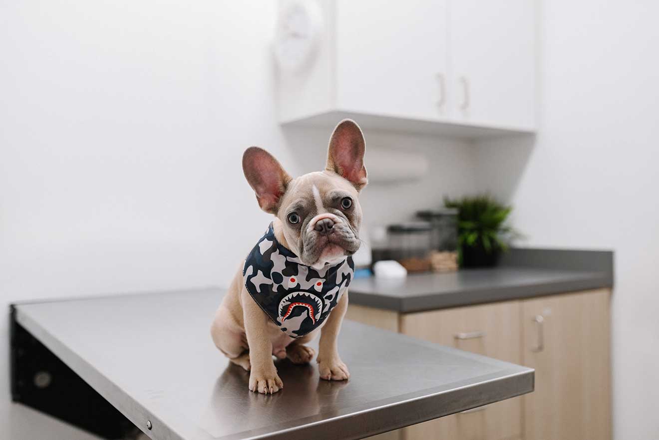 French Bulldog on Veterinary Clinic Exam Table