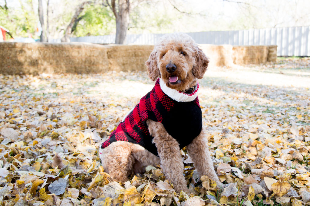 Dog in sweater