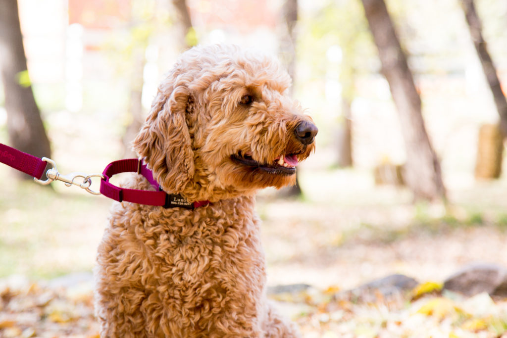 Dog wearing a personalized buckle martingale collar