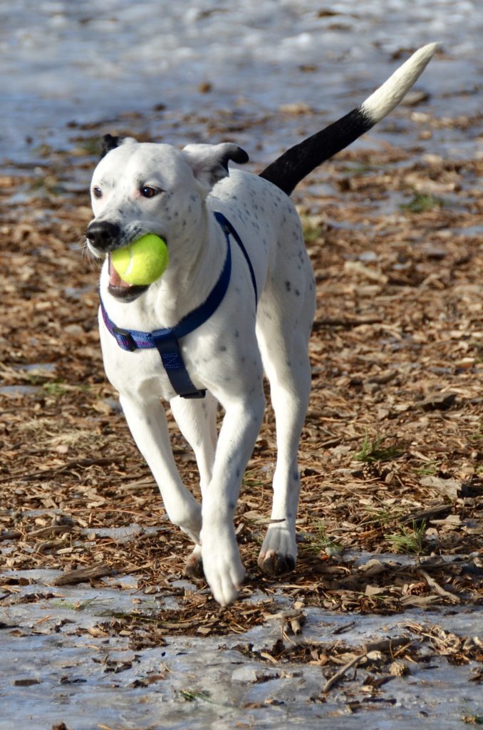 Dog playing with a ball