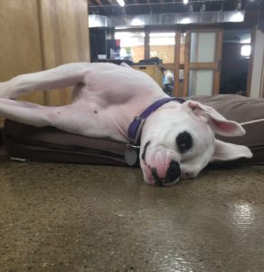 Dog lying on dog bed