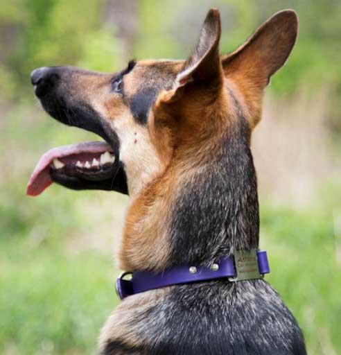 German Shepherd Wearing Waterproof ScruffTag Collar