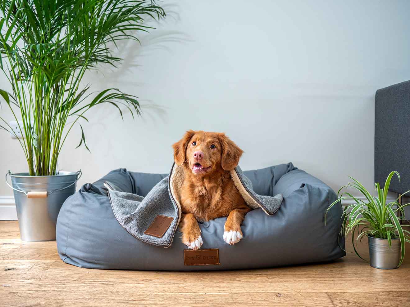 Dog On Dog Bed with Blanket