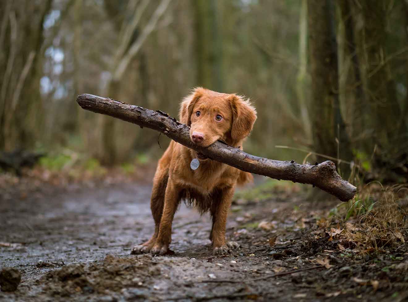 Golden Retriever Puppy Holding a Log