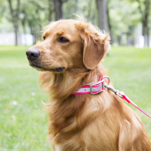 Reflective Waterproof Biothane Dog ID Collar on Golden Retriever Golden Retriever Wearing Reflective Waterproof Biothane Dog ID Collar
