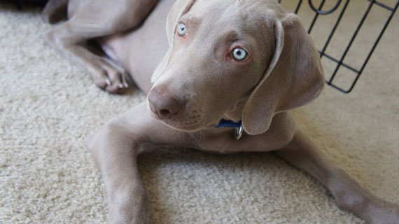 a grey puppy with blue eyes lays on the carpet