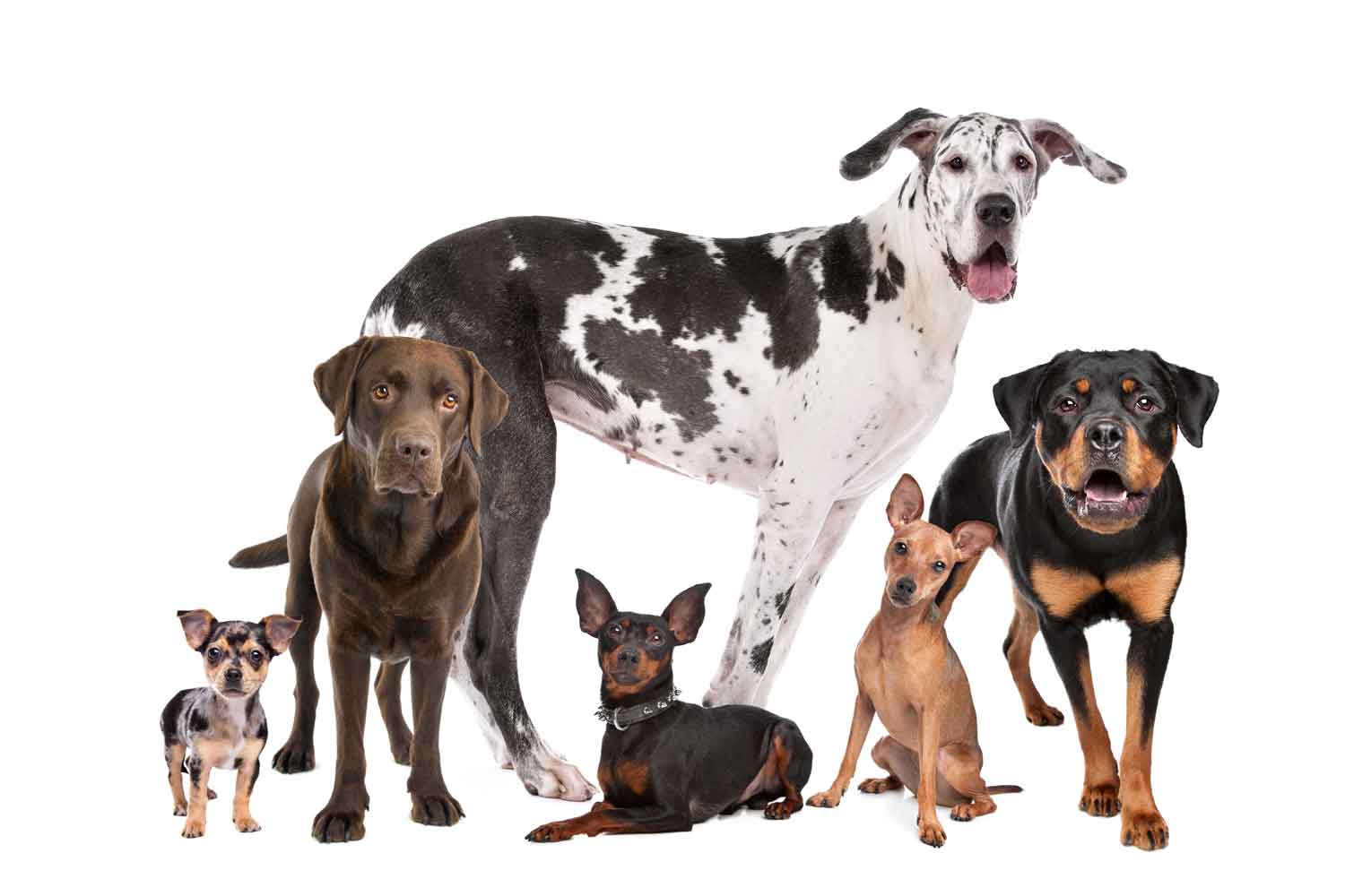 Group of Different Dog Breeds