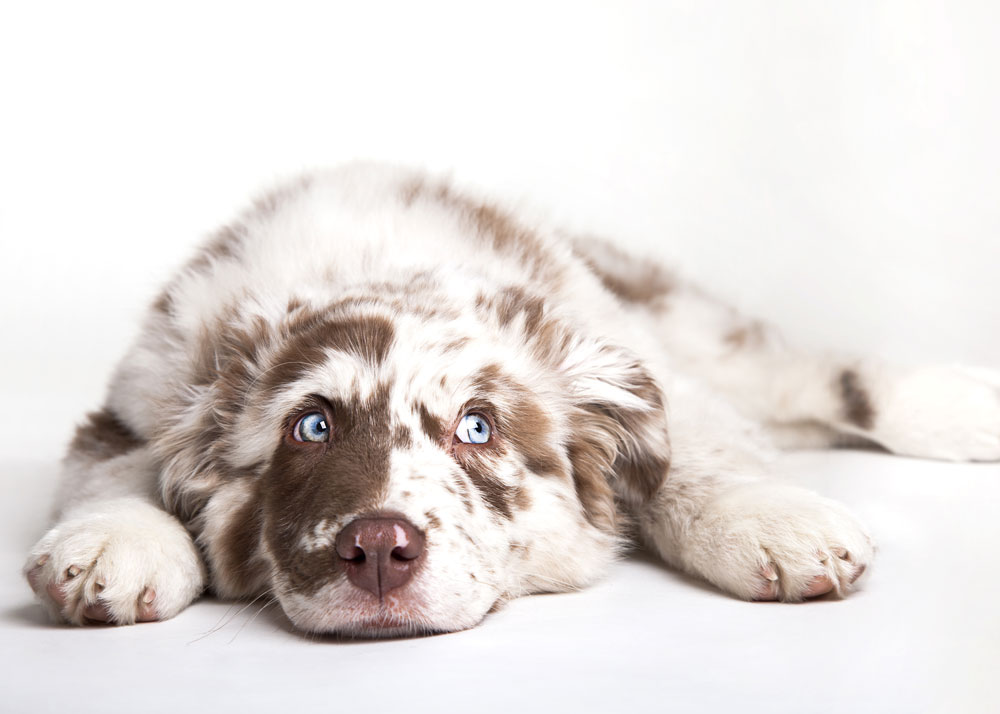 dog laying down