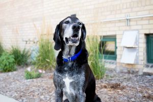 Hunter - Office Dog