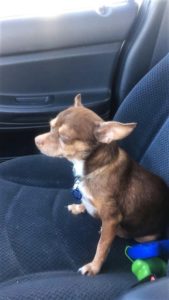 Peanut sitting in the car