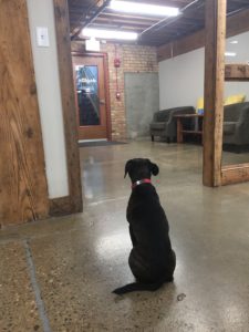 Dog at front door