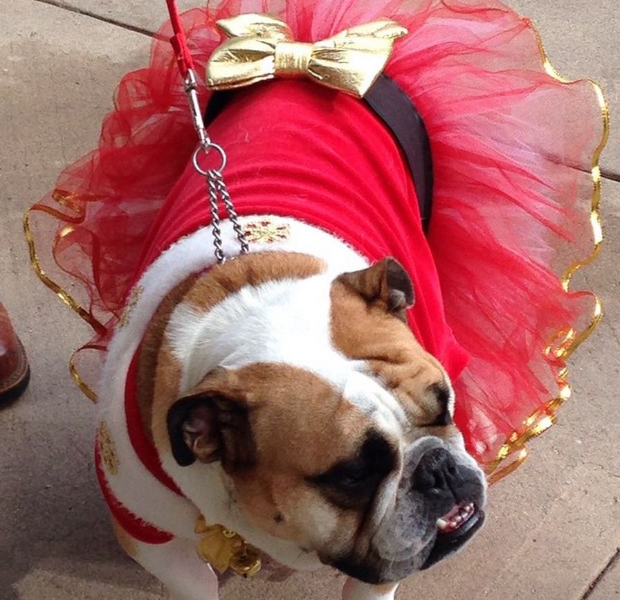 The Dog That Would Rather Not be in a Skirt
