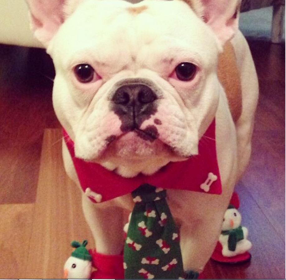 The Dog That Needs Out Of This Outfit. Now.