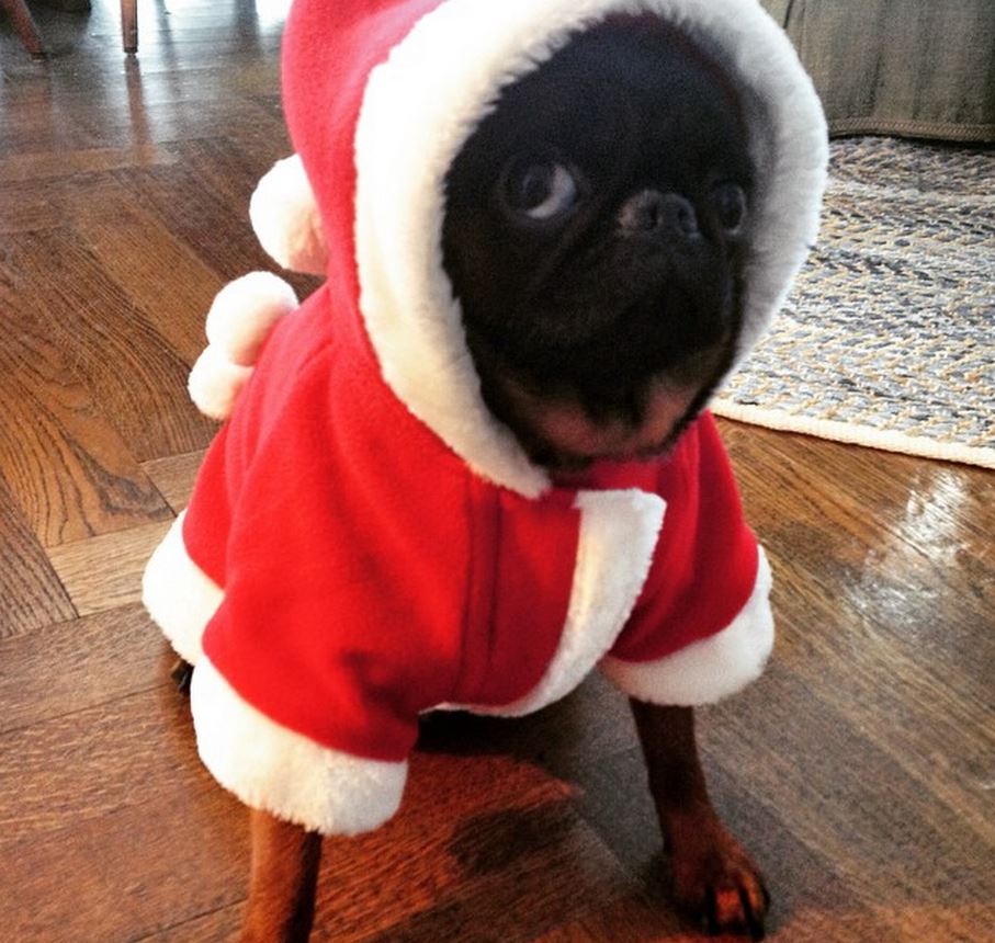 The Dog That Has Had Enough of This Nonsense