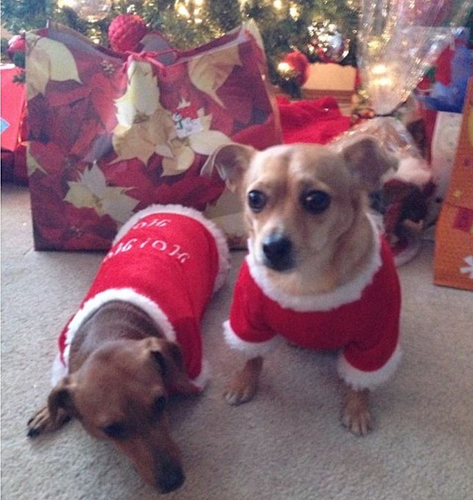 Matching Dog Sweaters
