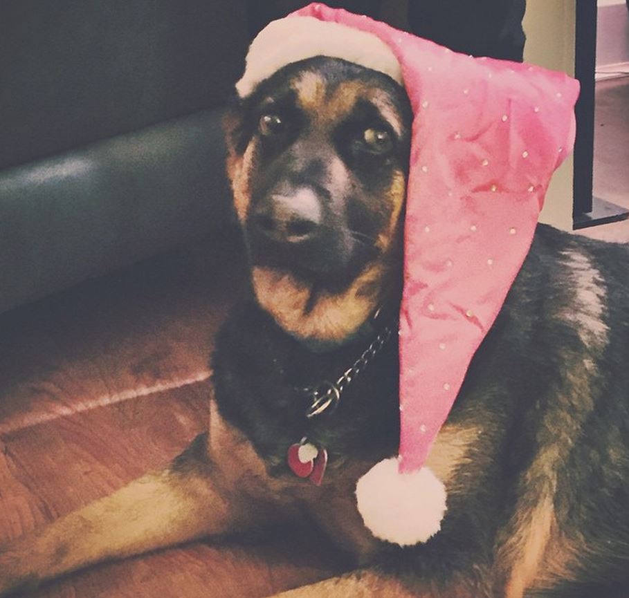 Dog in Hat Photo from instagram.com/meatandbun