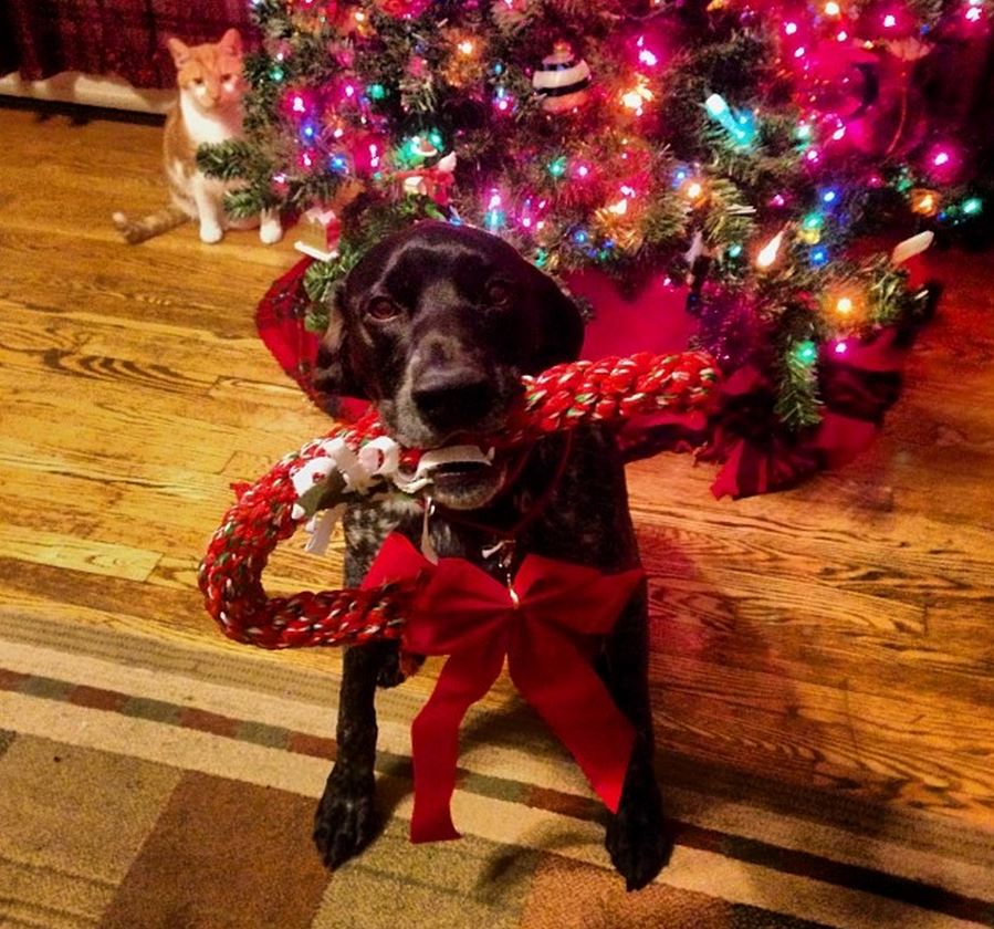 cat and dog christmas