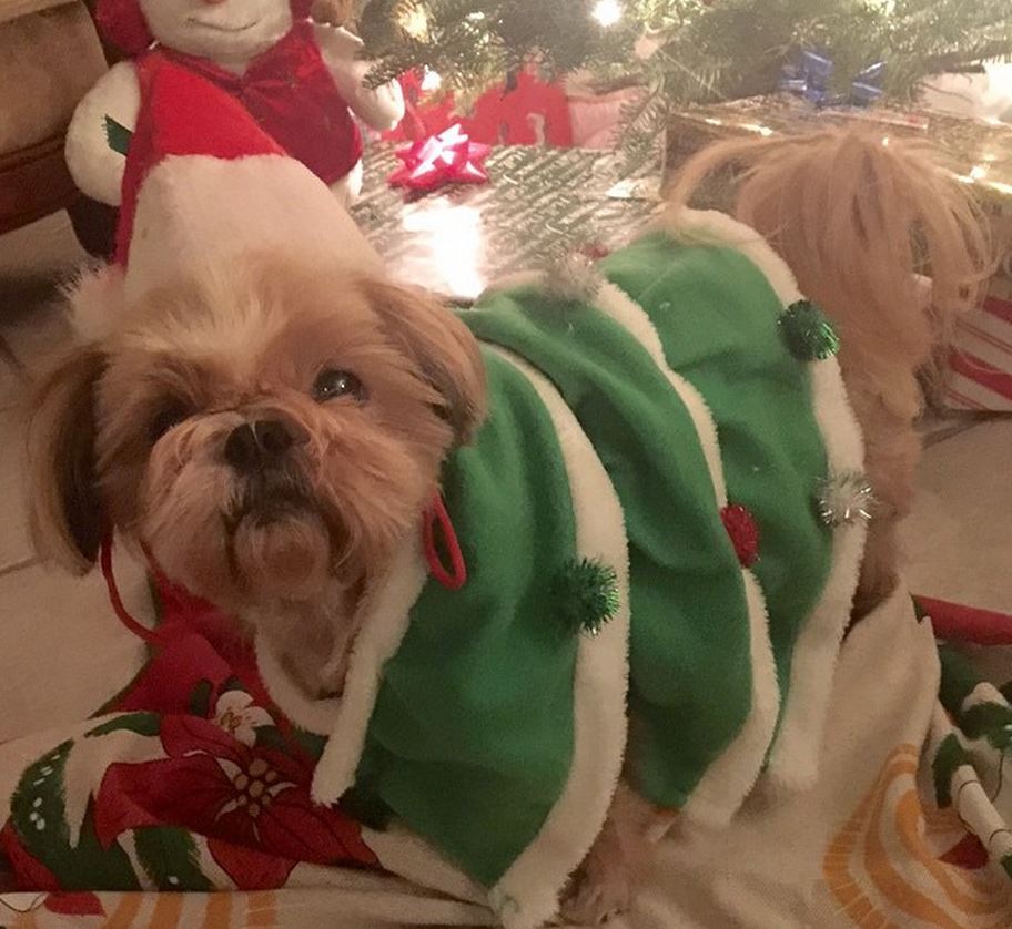 dog as a christmas tree