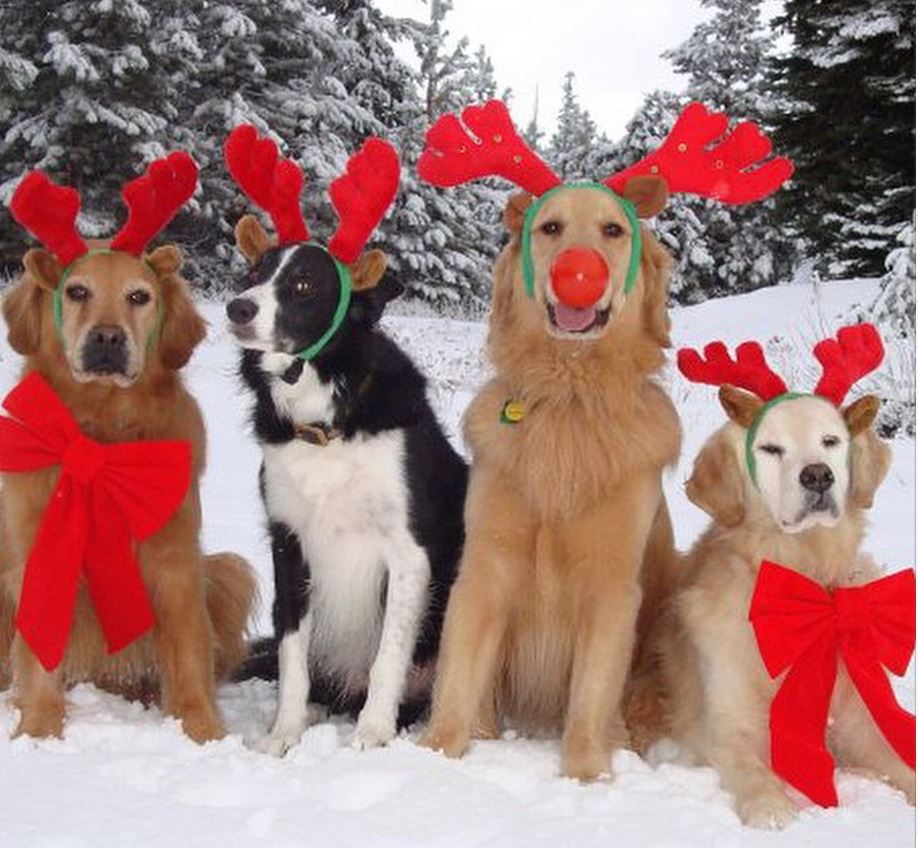 The Dogs That Know They Aren't Reindeer