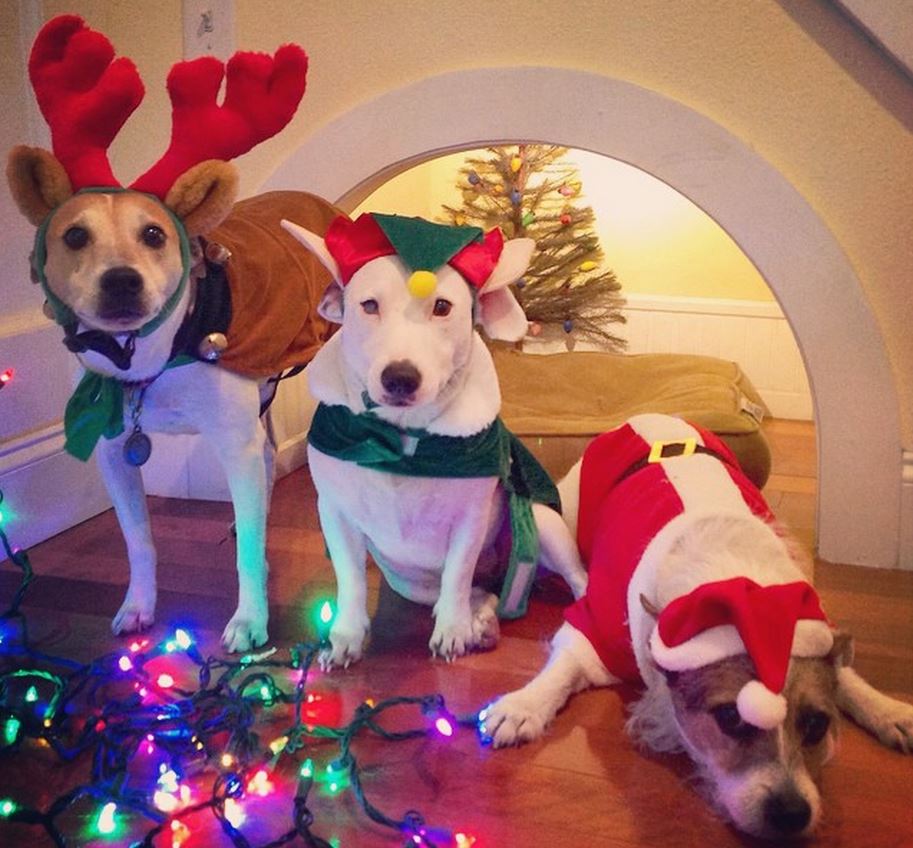 The Dog That's Fed Up With Costumes and Pictures