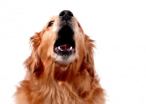 Dog howling