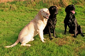 5 commands every dog should know