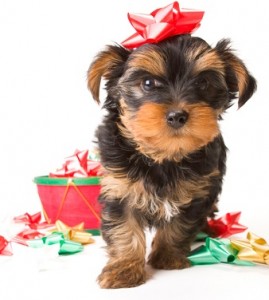Dog with present bows