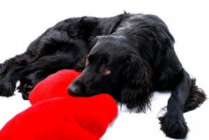 Dog with heart shaped pillow