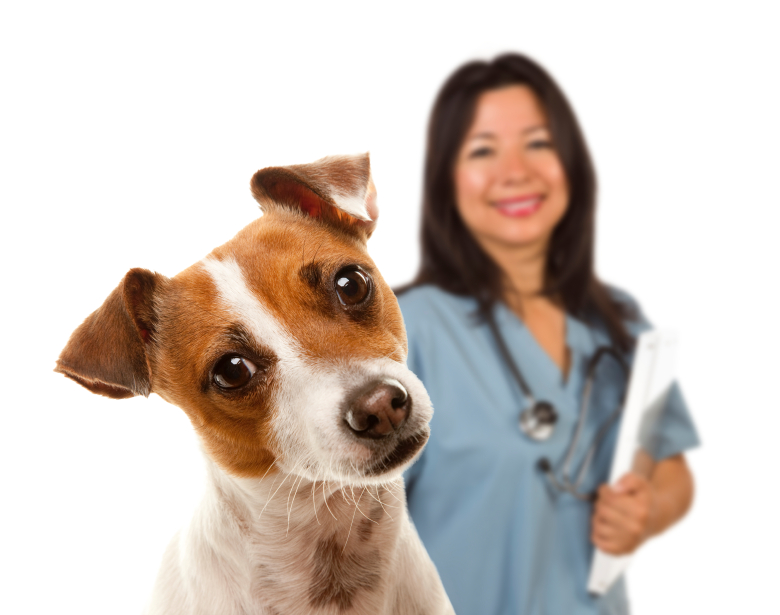 Dog at the vet