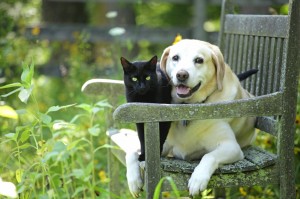 Two elderly people with their dog in the park.