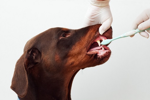 Dog getting teeth brushed