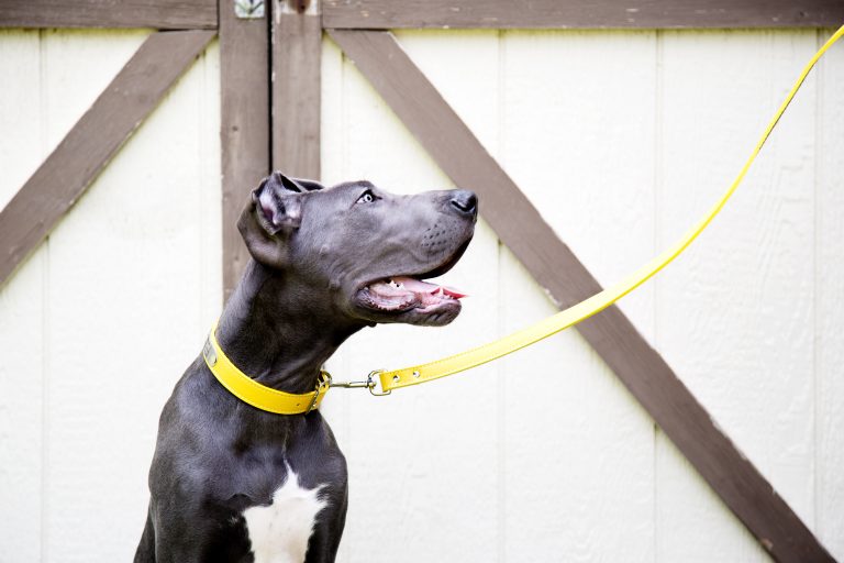 Dog wearing an Italian leather collar and leash 