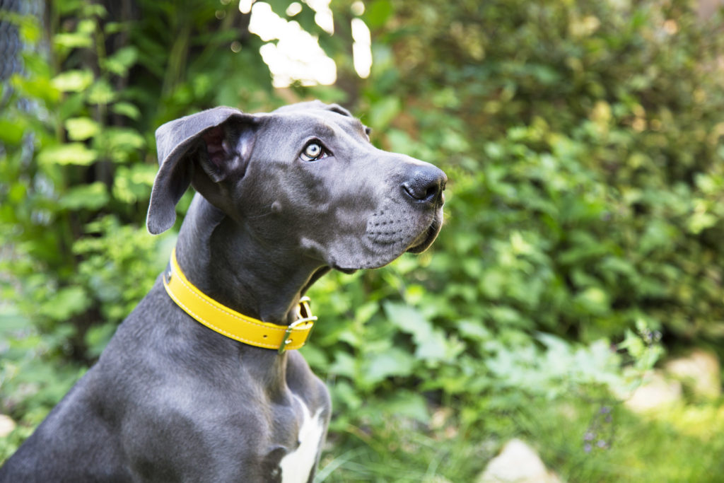 Great Dane wearing Italian leather collar