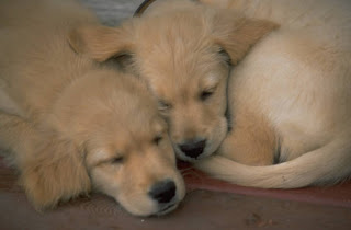 Puppies cuddling