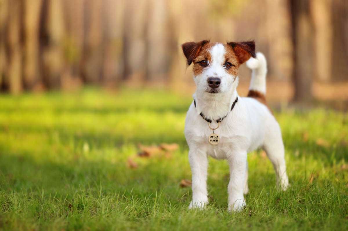 Jack Russell Terrier with Brass Round Dog ID Tag