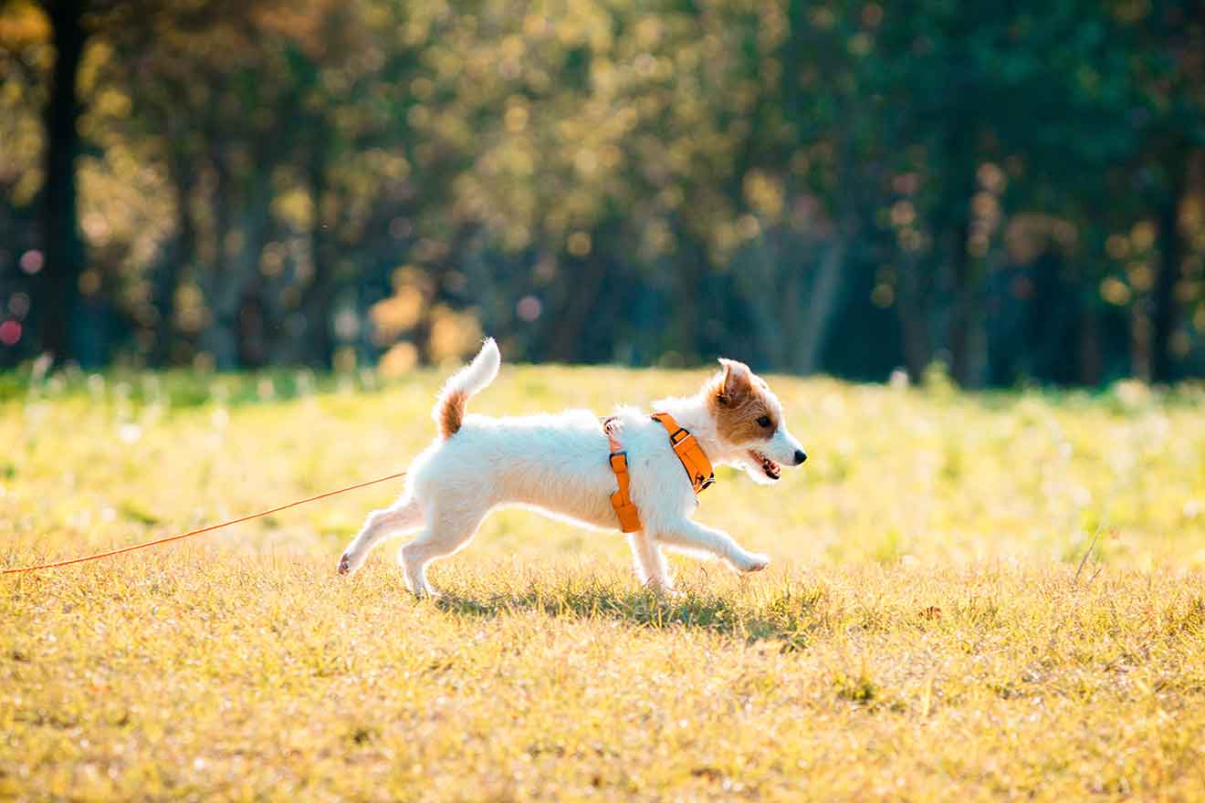 Jack Russell Terrier Running