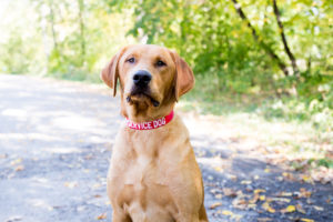 Dog Wearing Embroidered Service Dog Nylon Collar