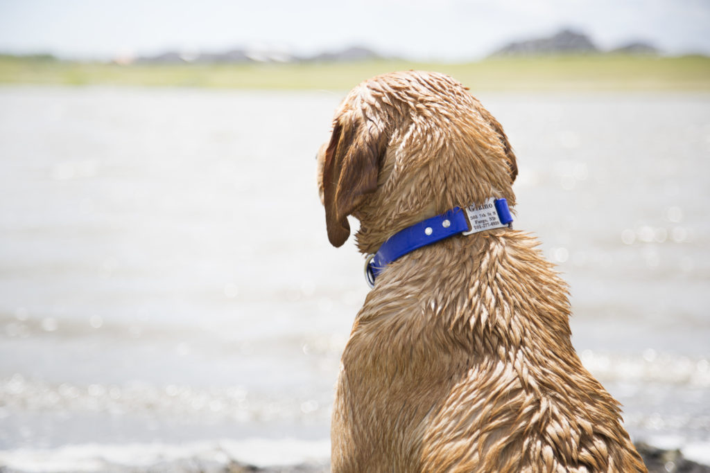 Dog wearing Soft grip waterproof collar