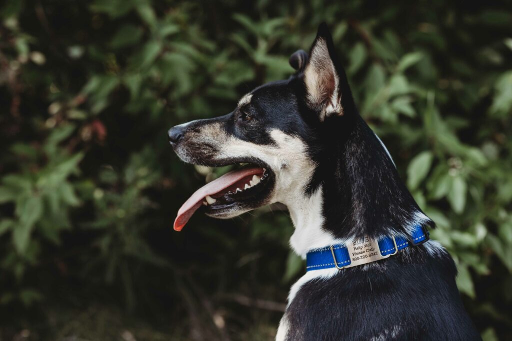 Reflective Nylon ScruffTag Collar