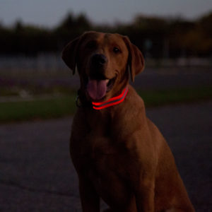 Dog wearing LED collar