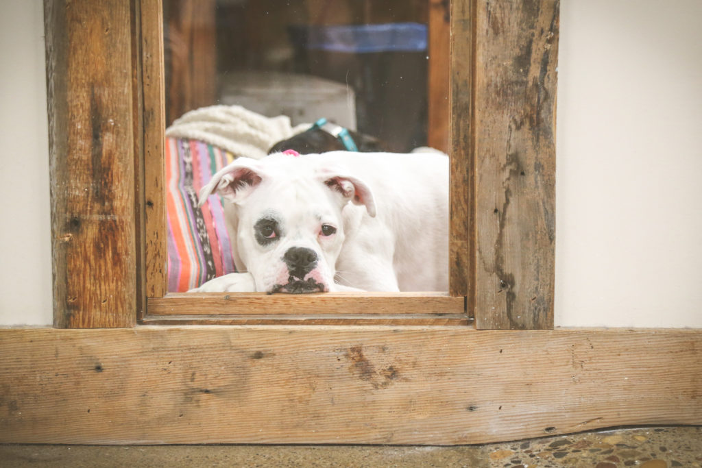 Dog looking out window