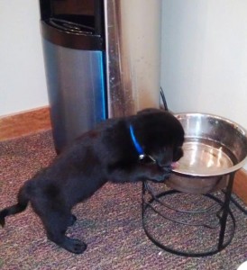 puppy at work