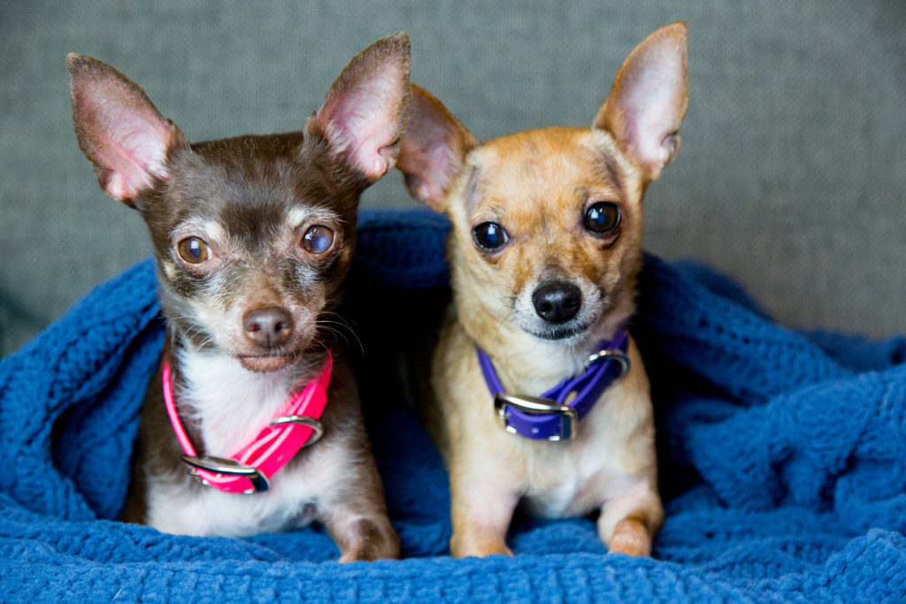 Two small dogs in waterproof collars