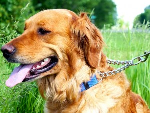 Dog wearing martingale collar