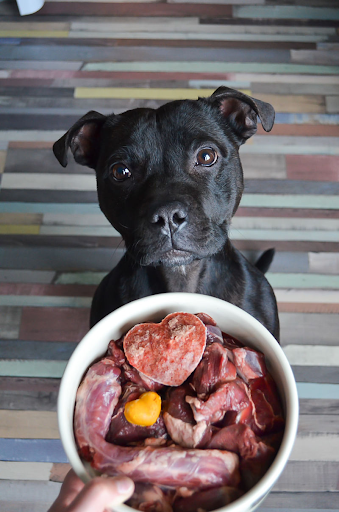 Dog looking at bowl of meat